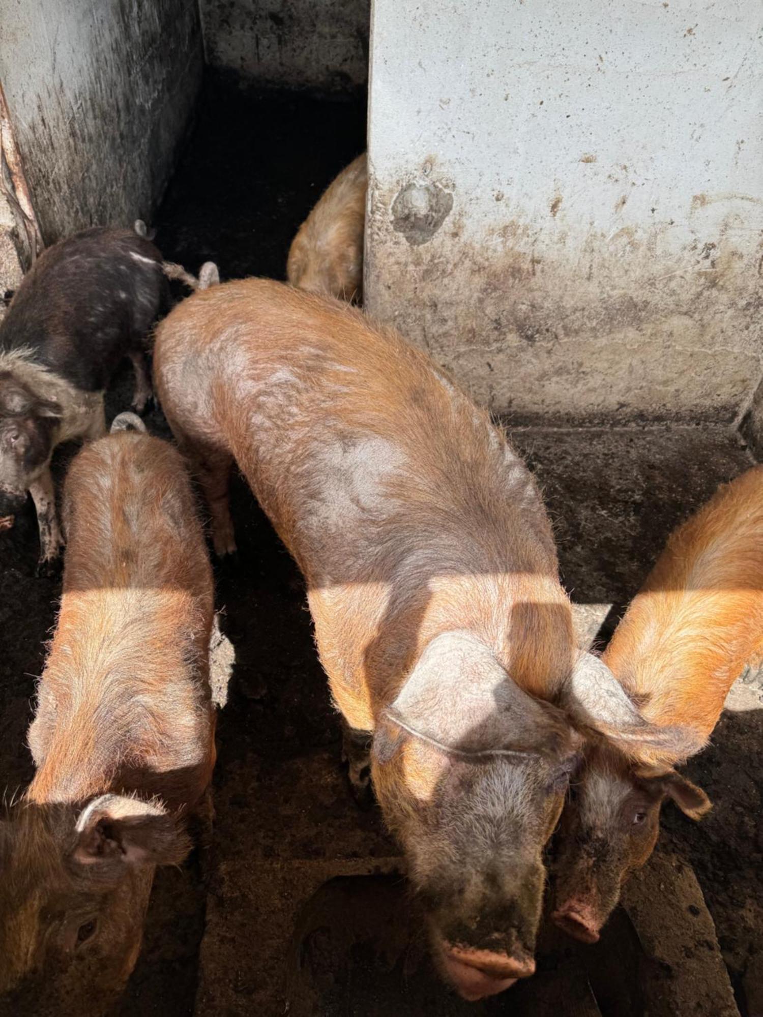 Iloghe Di Marras Ξενοδοχείο Loculi Εξωτερικό φωτογραφία