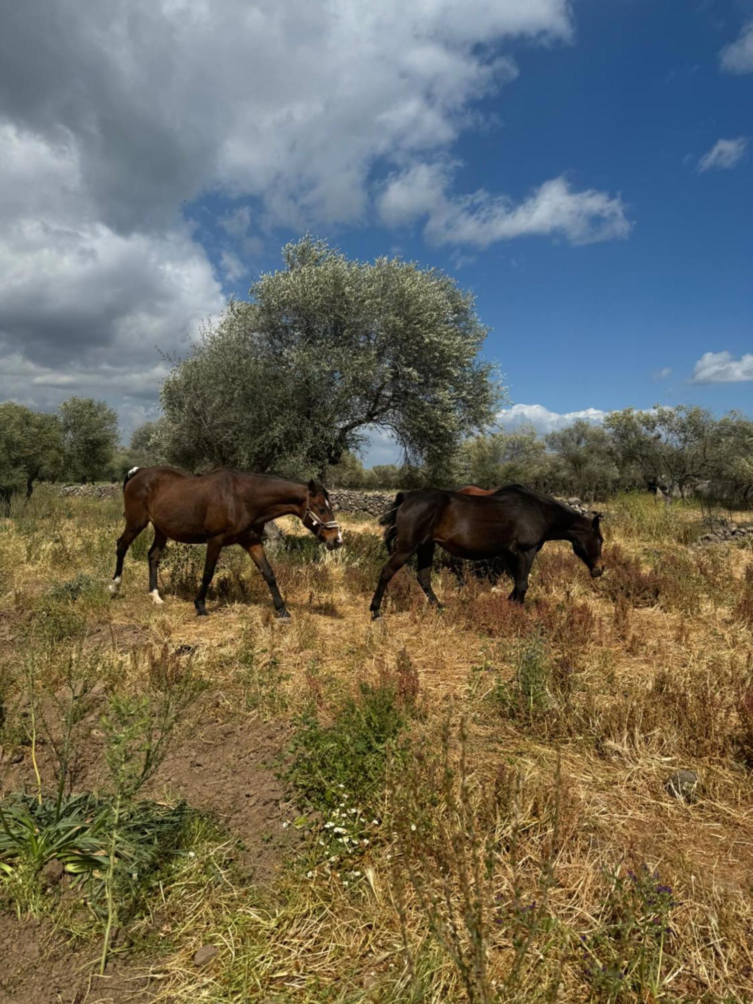 Iloghe Di Marras Ξενοδοχείο Loculi Εξωτερικό φωτογραφία