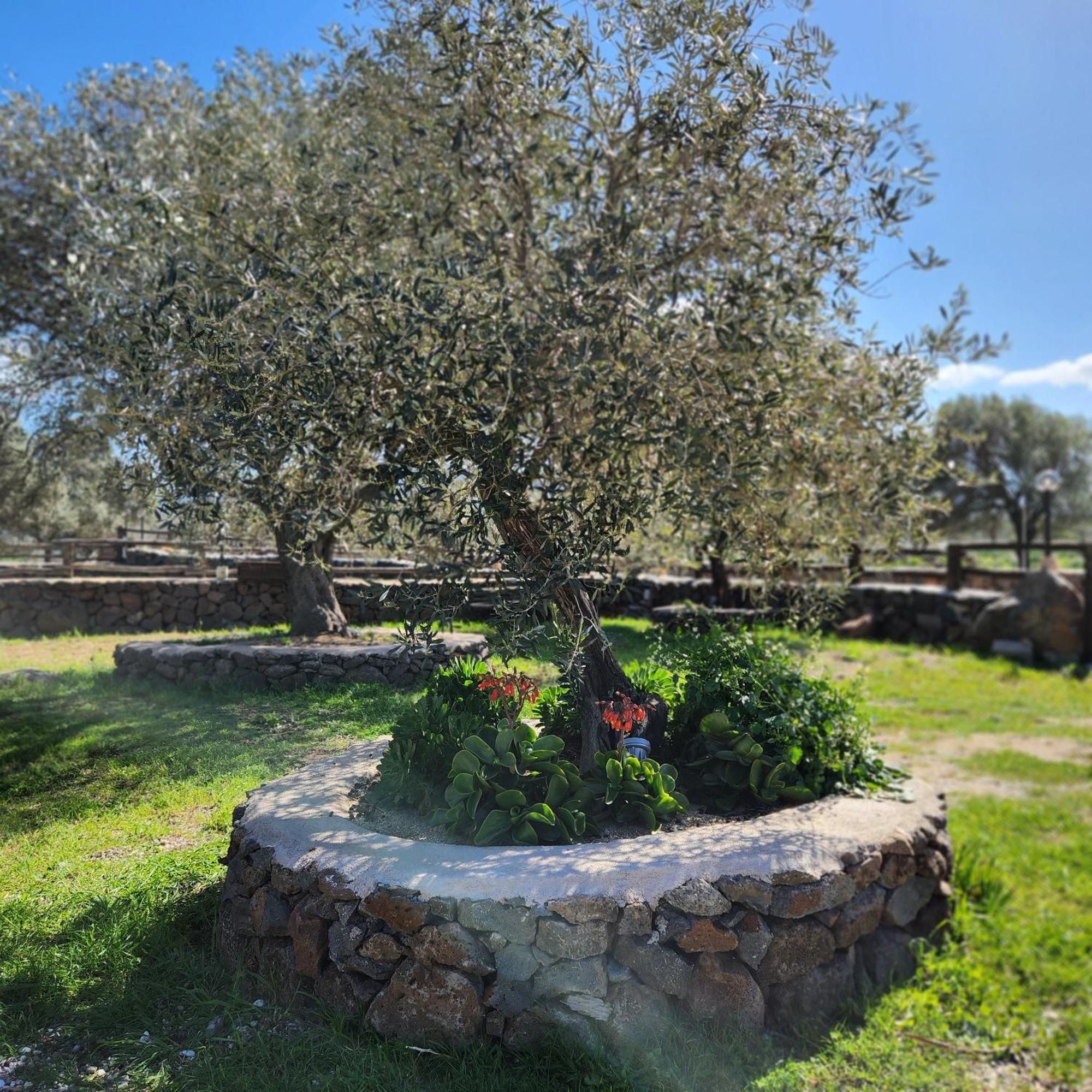 Iloghe Di Marras Ξενοδοχείο Loculi Εξωτερικό φωτογραφία