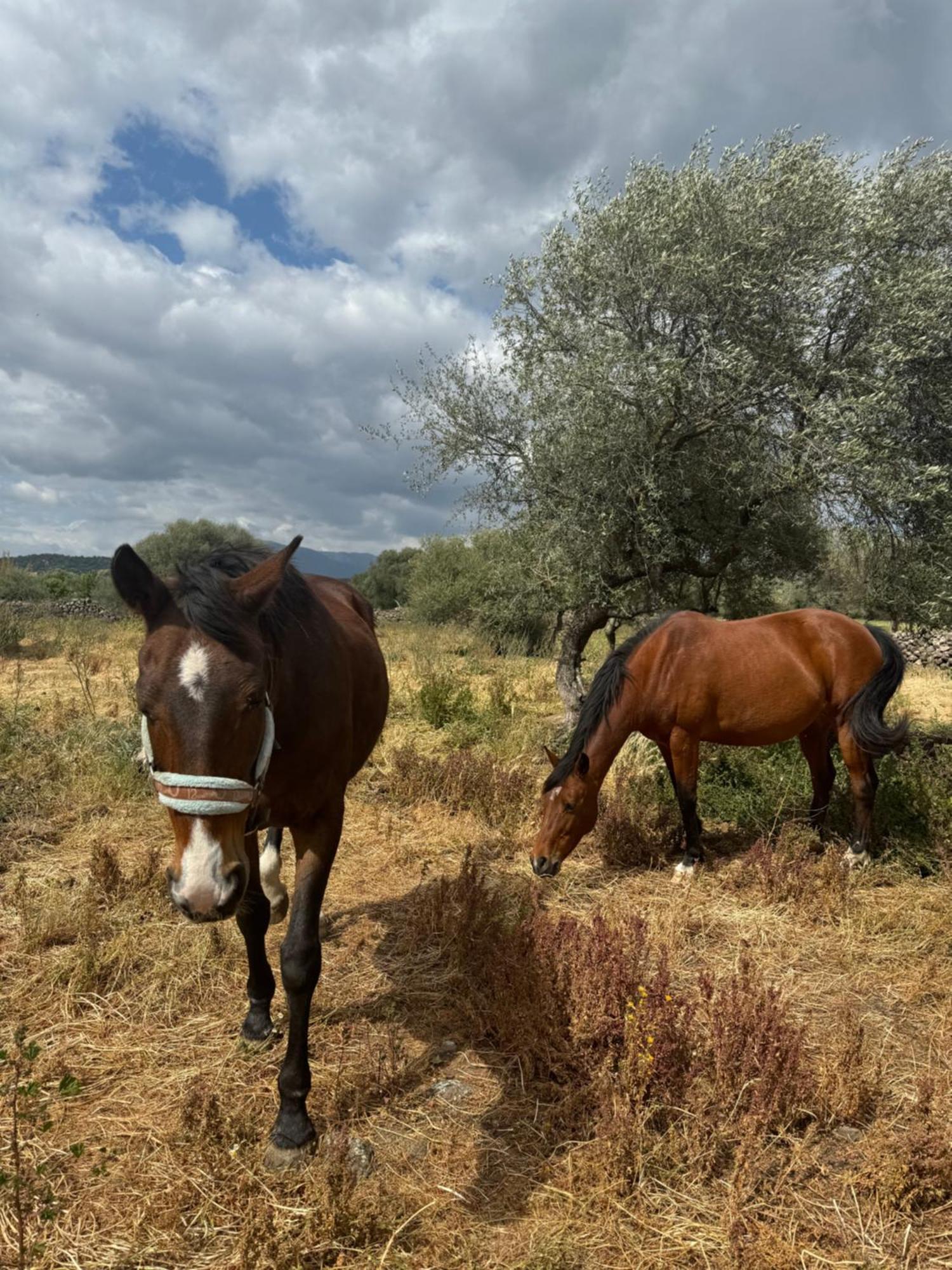 Iloghe Di Marras Ξενοδοχείο Loculi Εξωτερικό φωτογραφία